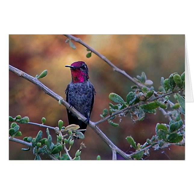 Hummingbird at sunset (Front Horizontal)