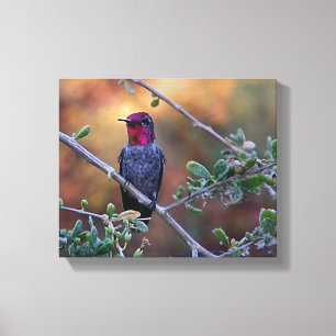 hummingbird at sunset canvas print