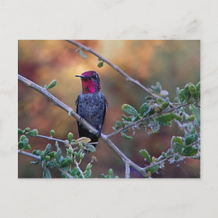 Hummingbird at sunset postcard