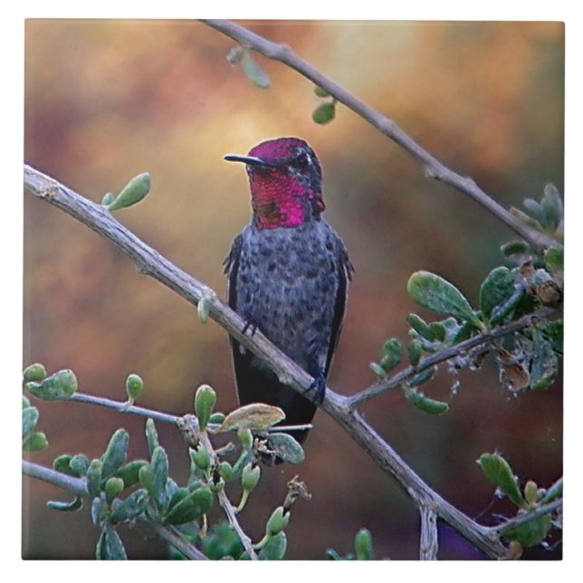 Hummingbird at sunset tile (Front)