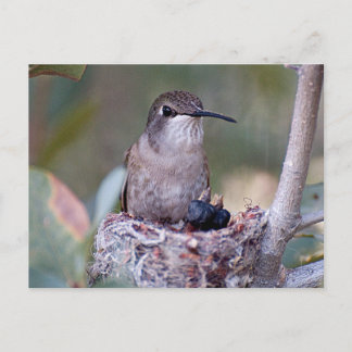 Hummingbird Babies 2 Postcard