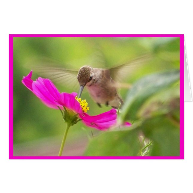 hummingbird Bird Animal Wildlife Floral (Front Horizontal)