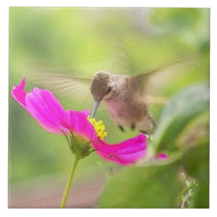 Hummingbird Bird Daisy Flower Wildlife Tile