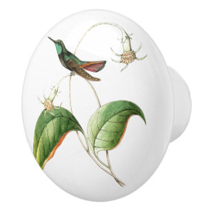 Hummingbird Bird Flower Floral Garden Knob