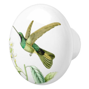Hummingbird Bird Wildlife Animals Blossoms Knob