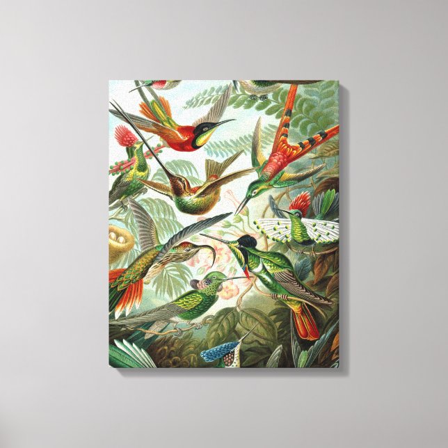 hummingbird bird wildlife classic painting canvas print (Front)