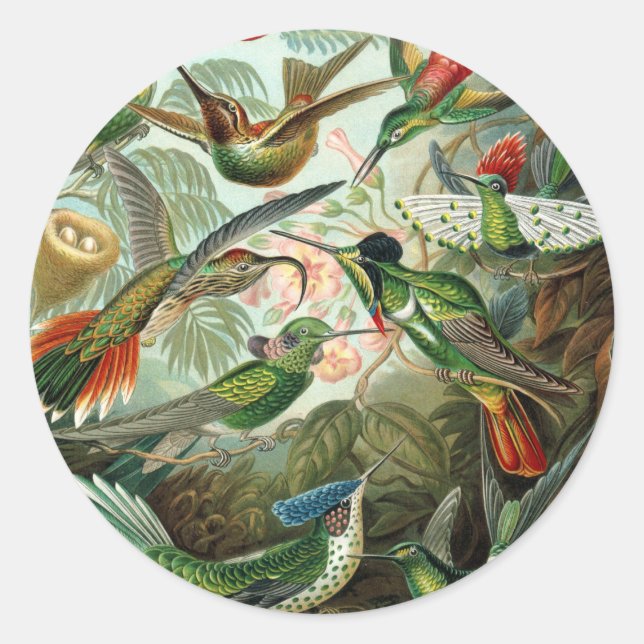 hummingbird bird wildlife classic painting classic round sticker (Front)