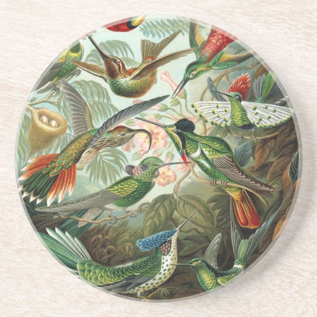 hummingbird bird wildlife classic painting coaster (Front)