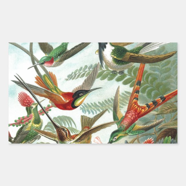 hummingbird bird wildlife classic painting sticker (Front)