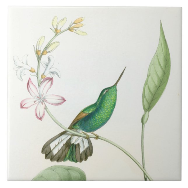 Hummingbird Birds Flowers Floral Wildlife Animals Tile (Front)