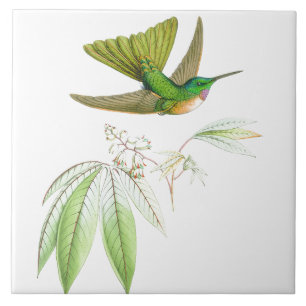 Hummingbird Birds Wildlife Flowers Floral Animals Tile