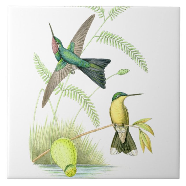 Hummingbird Birds Wildlife Flowers Floral Animals Tile (Front)
