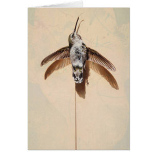 Hummingbird Blank Card by Andrew Denman
