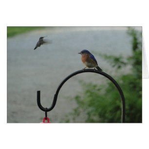 Hummingbird & Bluebird, Religious