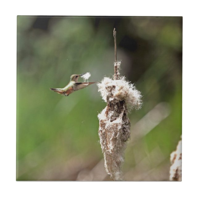 Hummingbird Building a Nest Tile (Front)
