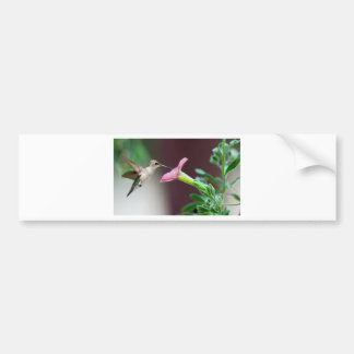 hummingbird bumper sticker