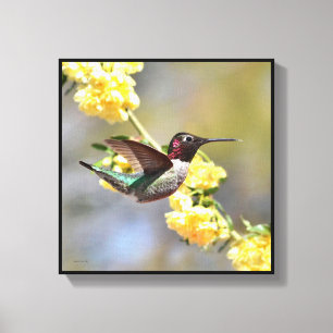 Hummingbird Canvas Print