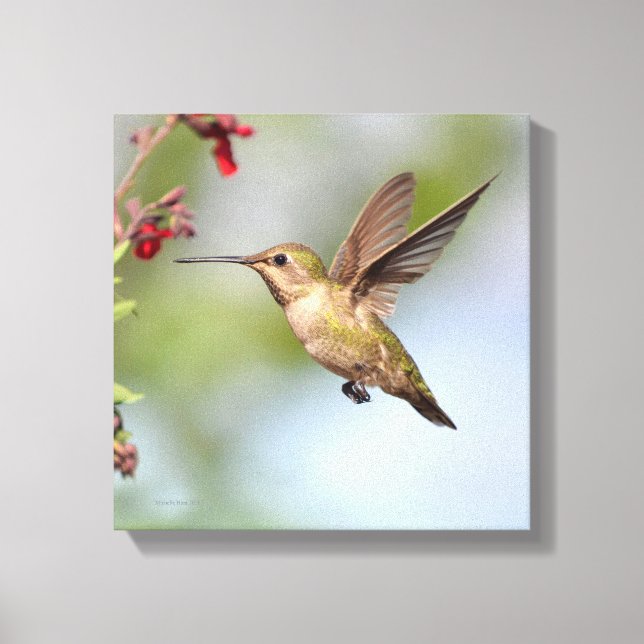 Hummingbird Canvas Print (Front)