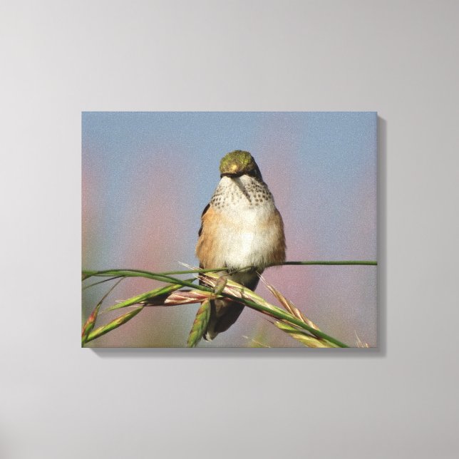 Hummingbird Canvas Print (Front)