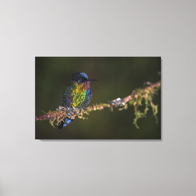 Hummingbird Canvas Print (Front)