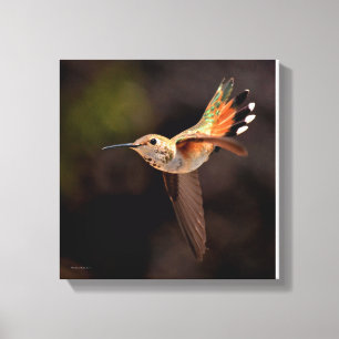 Hummingbird Canvas Print
