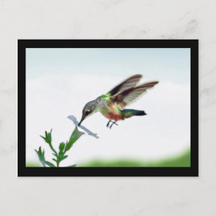 Hummingbird Card Framed