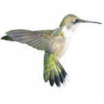 Hummingbird Chirstmas Ornament Photo Sculpture Ornament<br><div class="desc">Have yourself a very hummingbirdy christmas..  Ok enough wit.  Decorate your tree with hummingbirds! Other hummers available.</div>