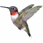 Hummingbird Christmas Ornament Photo Sculpture Ornament<br><div class="desc">Ruby-throated male hummingbird christmas ornament for your tree,  or your car,  even tie a ribbon through it and where it around your neck!  Other ornaments available.</div>