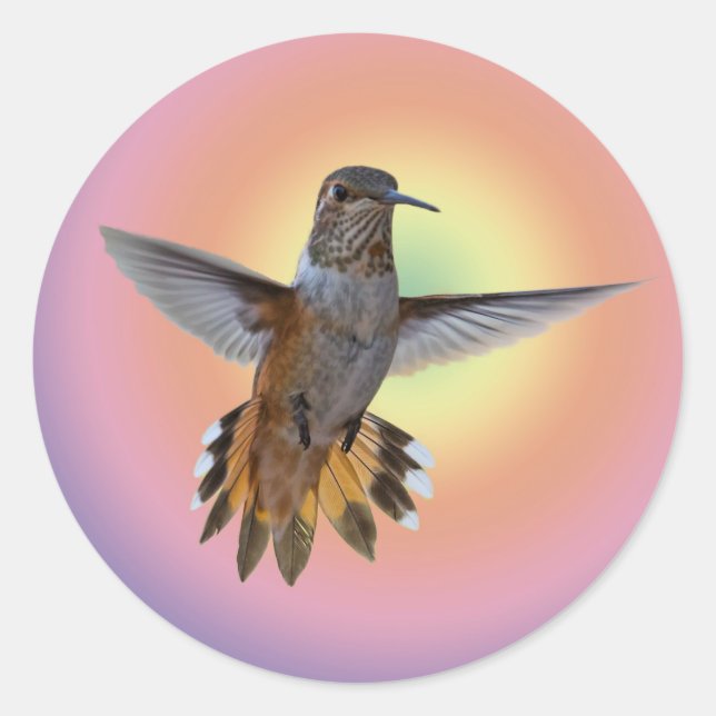 HUMMINGBIRD CLASSIC ROUND STICKER (Front)