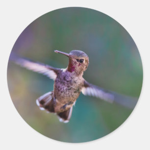 Hummingbird Classic Round Sticker