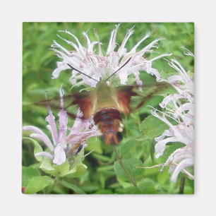 Hummingbird Clear Wing Moth Coordinating Items Magnet