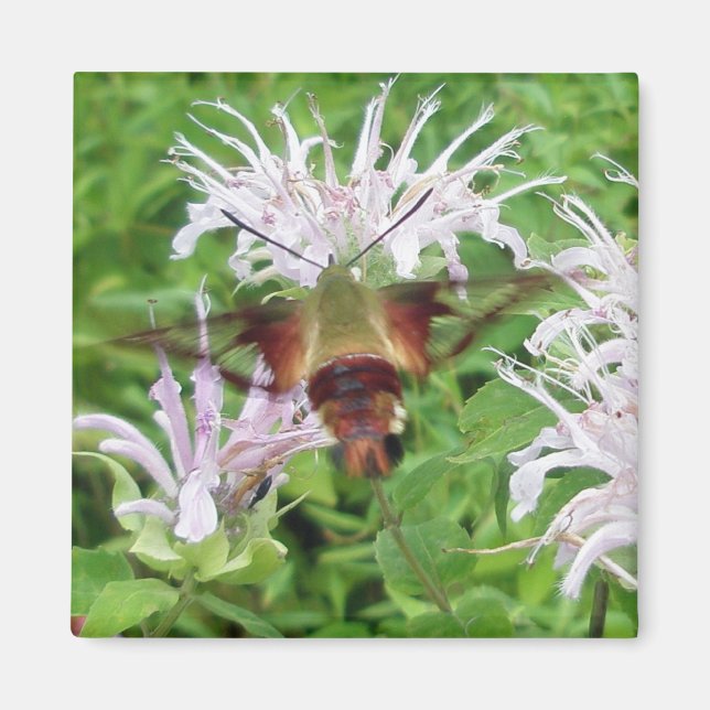 Hummingbird Clear Wing Moth Coordinating Items Magnet (Front)