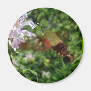 Hummingbird Clear Wing Moth Coordinating Items Magnet