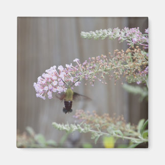 Hummingbird Clearwing Moth Blank Card Magnet