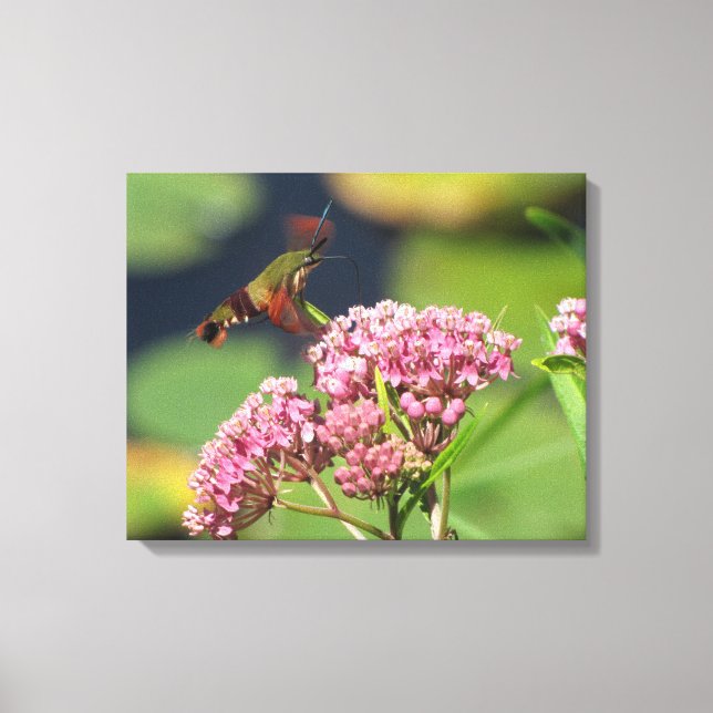 Hummingbird Clearwing Moth Canvas Print (Front)