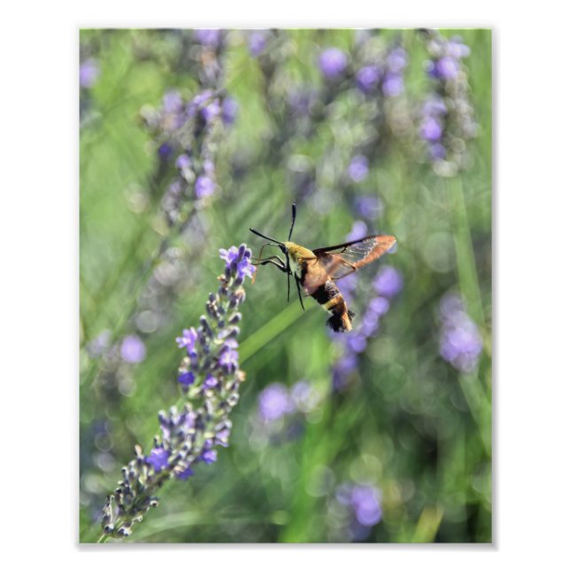 Hummingbird Clearwing Moth in Lavender Field Photo Print (Front)