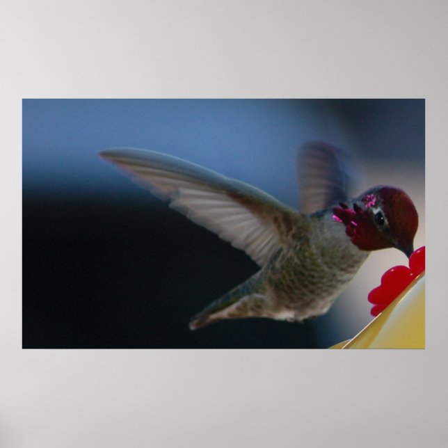 Hummingbird Close Up ~print~ Poster (Front)