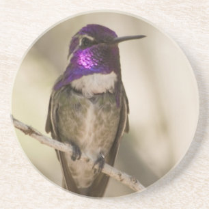 Hummingbird Coaster