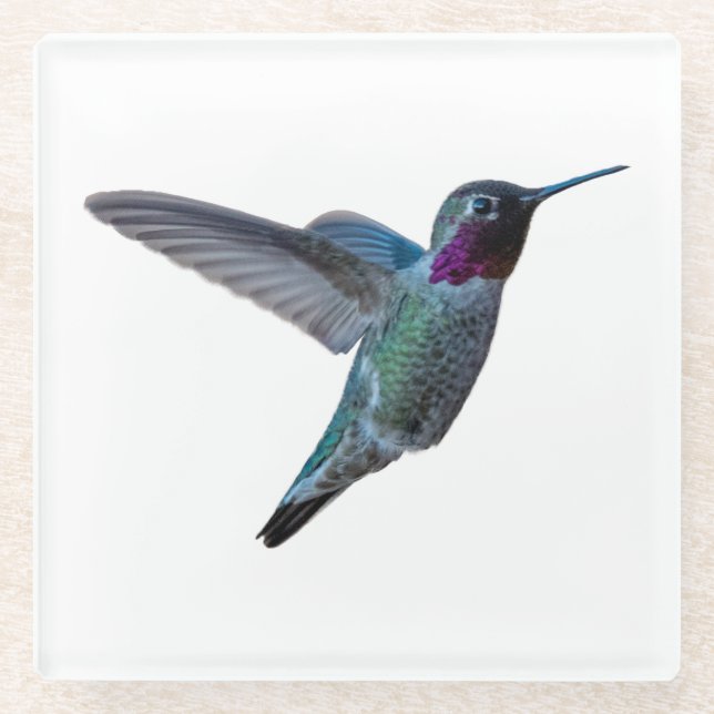 Hummingbird Coaster - Design A (Front)