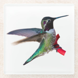 Hummingbird Coaster - Design C