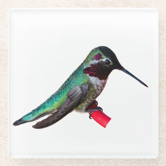 Hummingbird Coaster - Design D (Front)