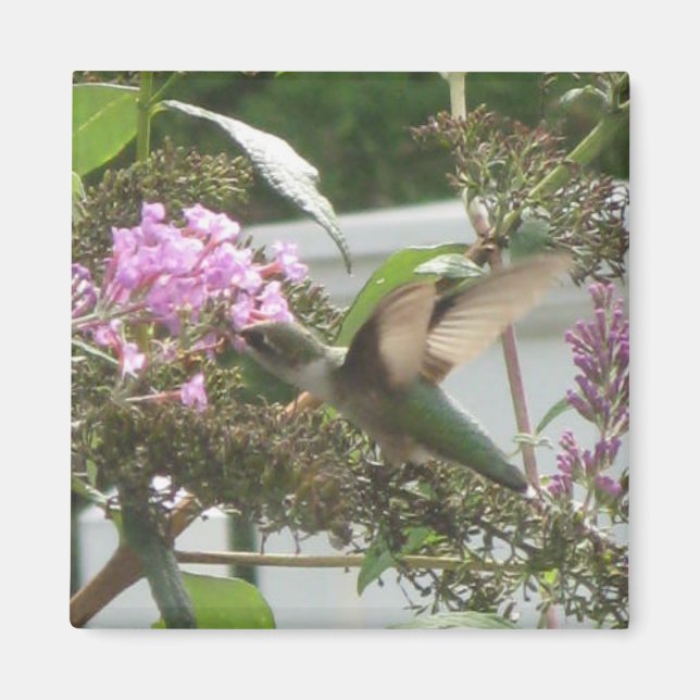 Hummingbird Dance Magnet (Front)