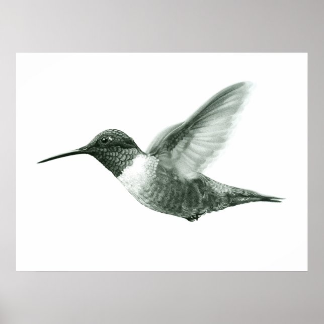 Hummingbird Drawing Poster (Front)