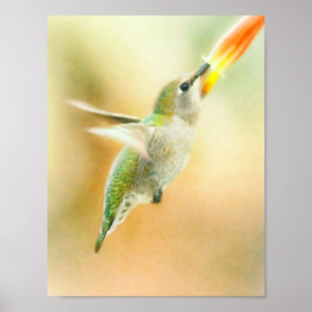 Hummingbird early morning flight poster (Front)