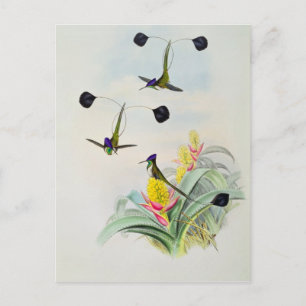Hummingbird, engraved by Walter and Cohn Postcard