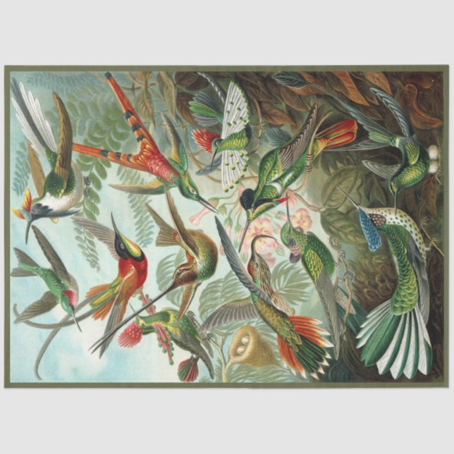 Hummingbird Ernst Haeckel  Decoupage Tissue Paper (Front)