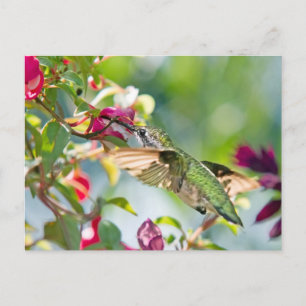 Hummingbird Fast Food Postcard