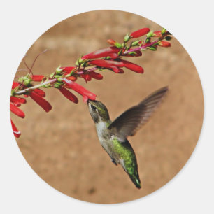 Hummingbird feeding at the garden classic round sticker