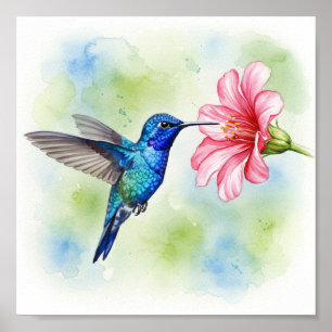 Hummingbird Feeding Poster