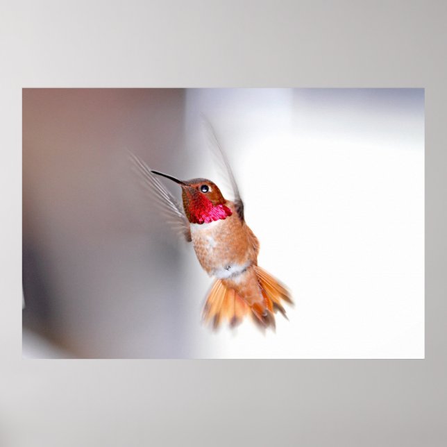 Hummingbird Flying Photo Poster (Front)